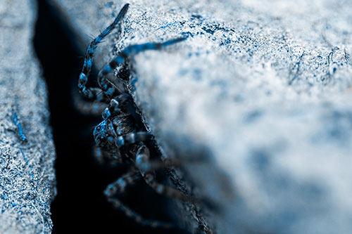 Wolf Spider Peeking Out Rock Crevice (Blue Tone)