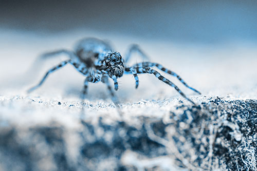 Wolf Spider Standing Along Rock Edge (Blue Tone)