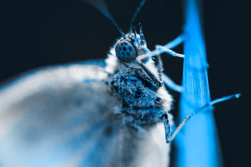 Wood White Butterfly Hugs Grass Blade (Blue Tone Photo)