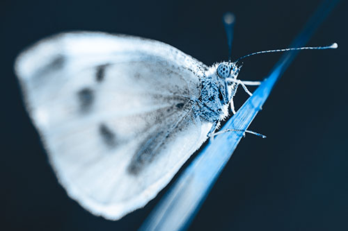 Wood White Butterfly Perched Atop Grass Blade (Blue Tone Photo)