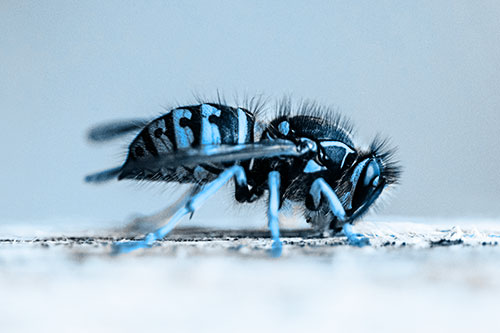 Yellowjacket Wasp Chewing Wood (Blue Tone)