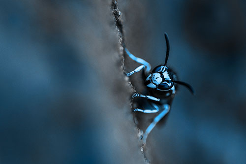 Yellowjacket Wasp Crawling Rock Vertically (Blue Tone Photo)