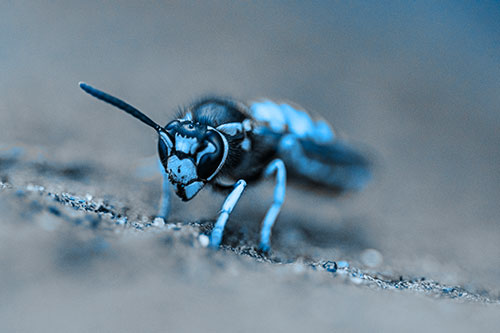 Yellowjacket Wasp Prepares For Flight (Blue Tone Photo)