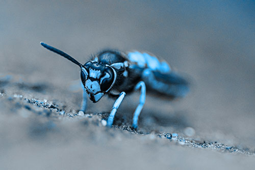 Yellowjacket Wasp Prepares For Flight (Blue Tone)