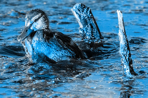 Young Mallard Duckling Playing Among Algae (Blue Tone)