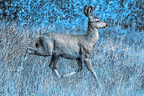 Young Mule Deer Galloping Across Grassland (Blue Tone)