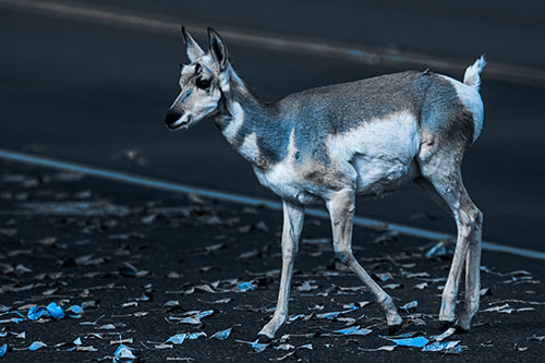 Young Pronghorn Crosses Leaf Covered Road (Blue Tone Photo)