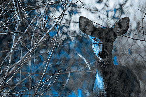 Young White Tailed Deer Watches Through Chain Link Fence (Blue Tone)