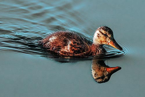 Duck Pictures