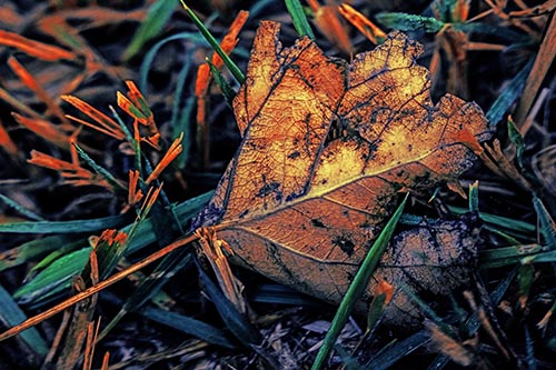 Agony Decaying Leaf Face Suffering Among Grass Blades