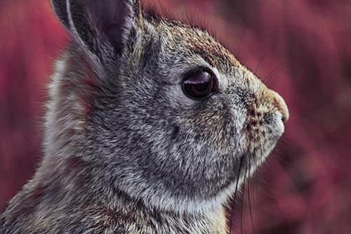 Alert Bunny Rabbit Detects Noise