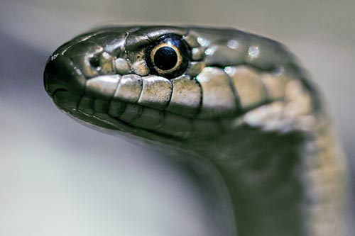 Alert Garter Snake Keeping Eye Out