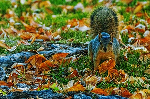Alert Squirrel Freezes Among Fall Leaves