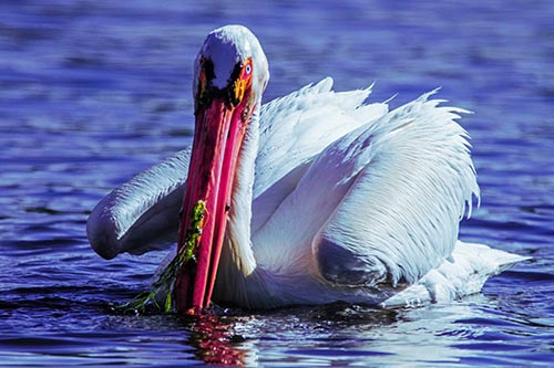 Pelican Pictures