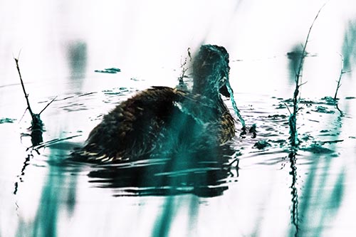 Algae Covered Loch Ness Mallard Monster Duck