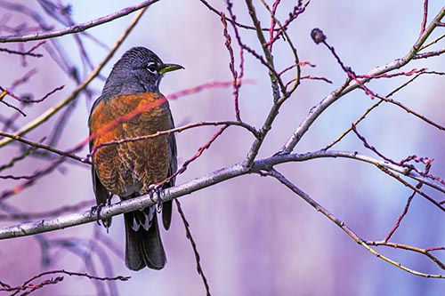 American Robin Looking Sideways Among Twisting Tree Branches