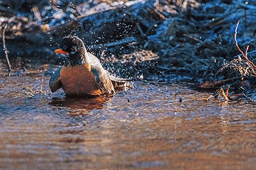 American Robin Splashing River Water