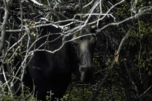 Angry Faced Moose Behind Tree Branches