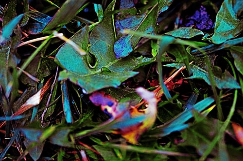 Leaf Pictures
