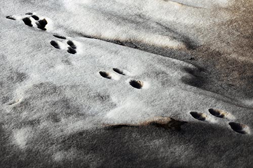 Animal Snow Footprint Trail