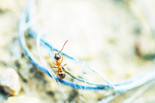 Ant Celebrating On A Curved Stick