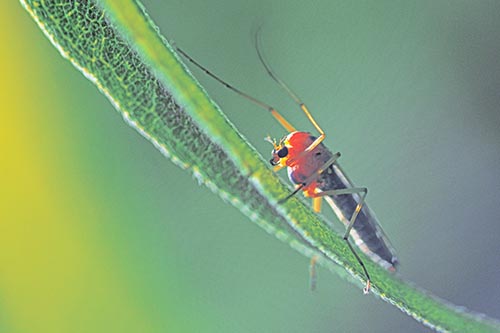 Arm Raising Midge Fly Rests Among Sloping Leaf