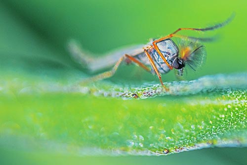 Arm Raising Midge Fly Standing Among Leaf