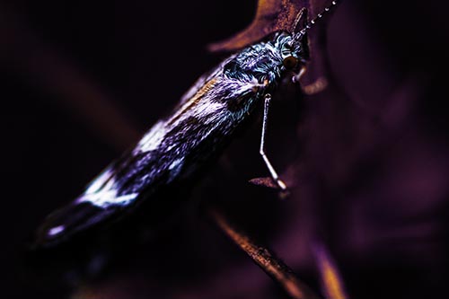 Arm Resting Leaf Blotch Miner Moth