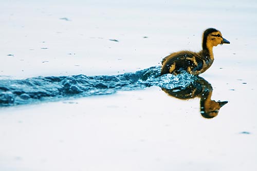 Baby Mallard Duckling Running Across Lake Water