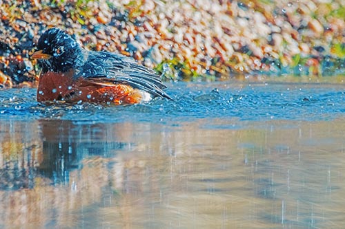 Bathing American Robin Splashing Water Along Shoreline