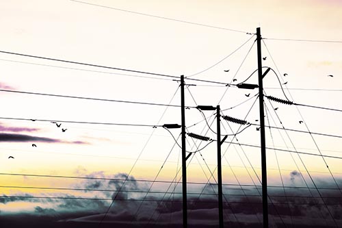 Bird Flock Flying Behind Powerline Sunset
