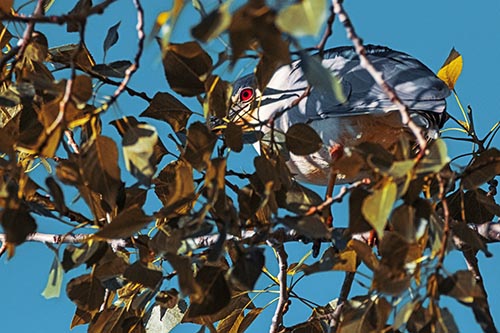 Black Crowned Night Heron Hiding Among Leaves