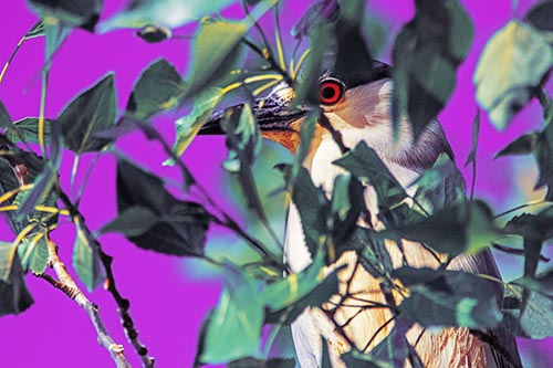 Heron Pictures