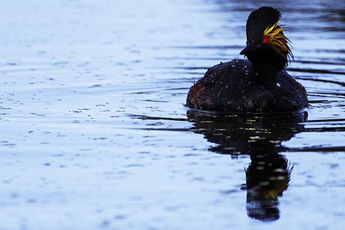 Grebe Pictures
