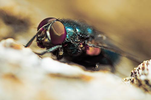 Blow Fly Resting Among Sloping Tree Bark
