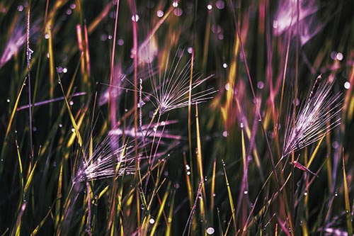 Blurry Water Droplets Clamp Onto Reed Grass