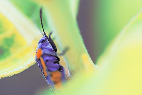 Boxelder Beetle Crawling Up Plant Stem