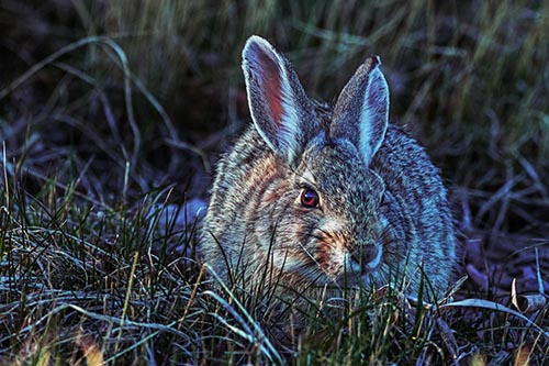 Bunny Rabbit Lying Down Among Grass
