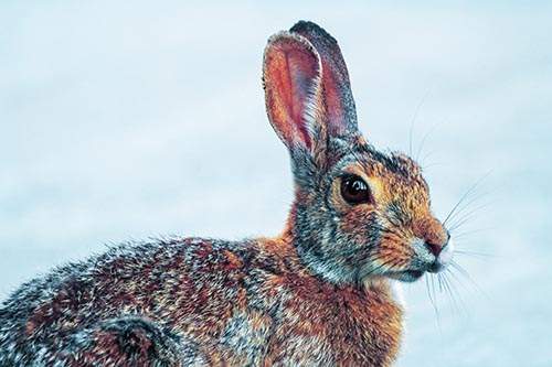 Bunny Pictures