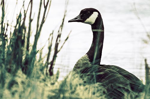 Canadian Goose Hiding Behind Reed Grass
