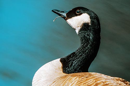 Goose Pictures