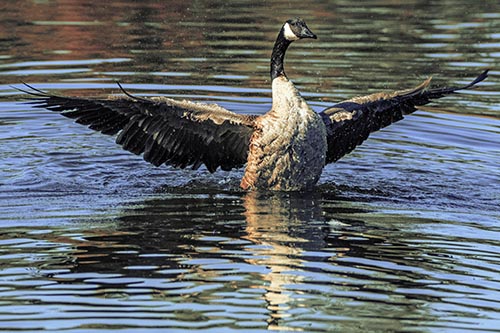 Goose Pictures
