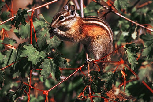 Chipmunk Feasting On Tree Branches