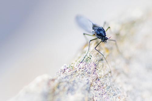 Chironomid Midge Fly Standing Along Rock Edge