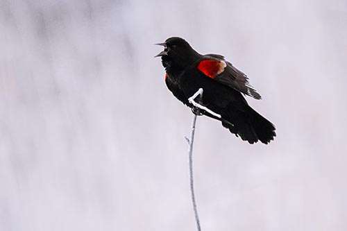 Chirping Red Winged Blackbird Atop Snowy Branch