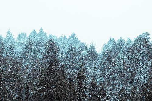 Christmas Snow Blanketing Trees