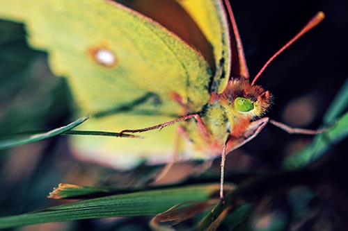 Butterfly Pictures