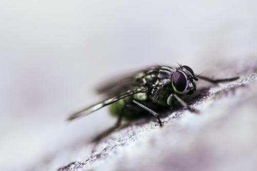 Cluster Fly Perched Among Rock Surface