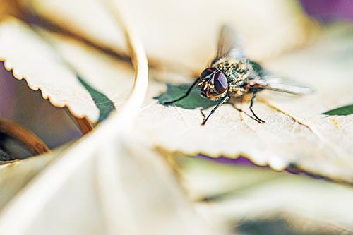 Fly Pictures
