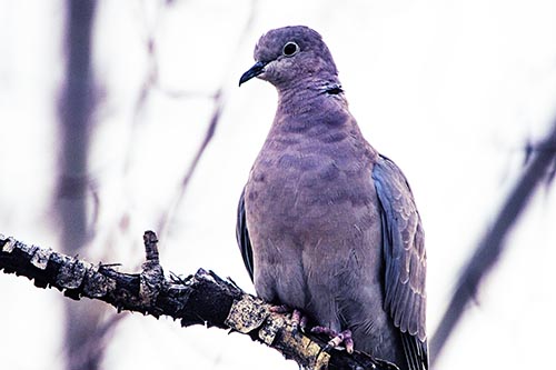 Collared Dove Perched Atop Peeling Tree Branch